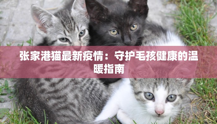 张家港猫最新疫情：守护毛孩健康的温暖指南